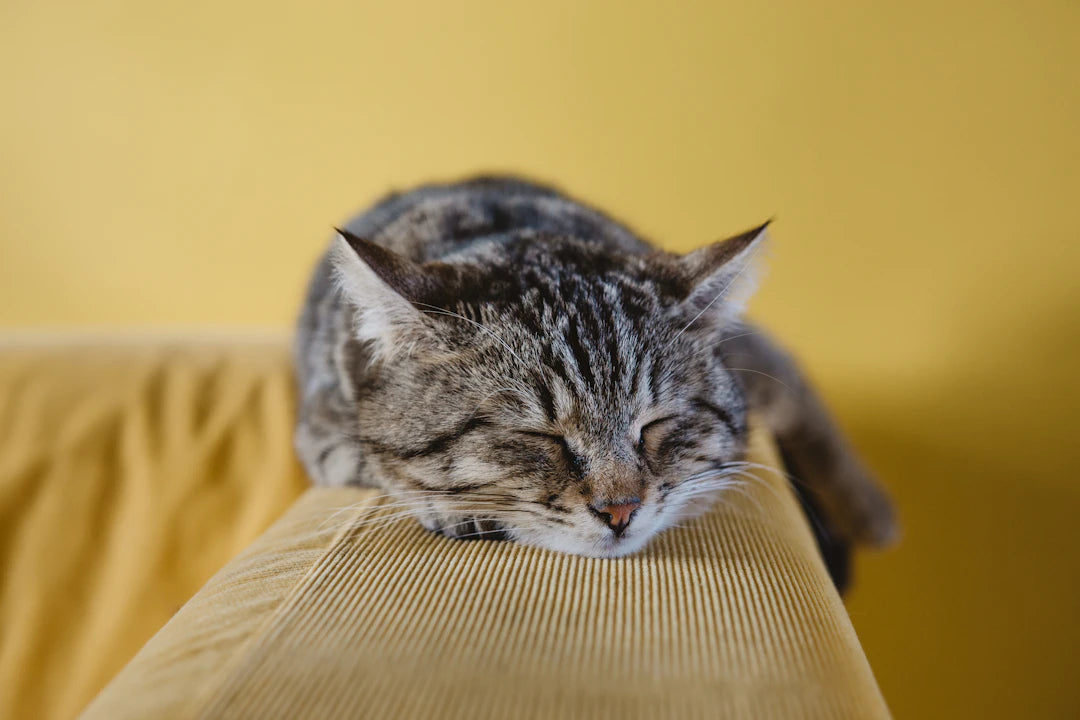 The Science Behind Sleep Quality Unlocking Restful Nights
