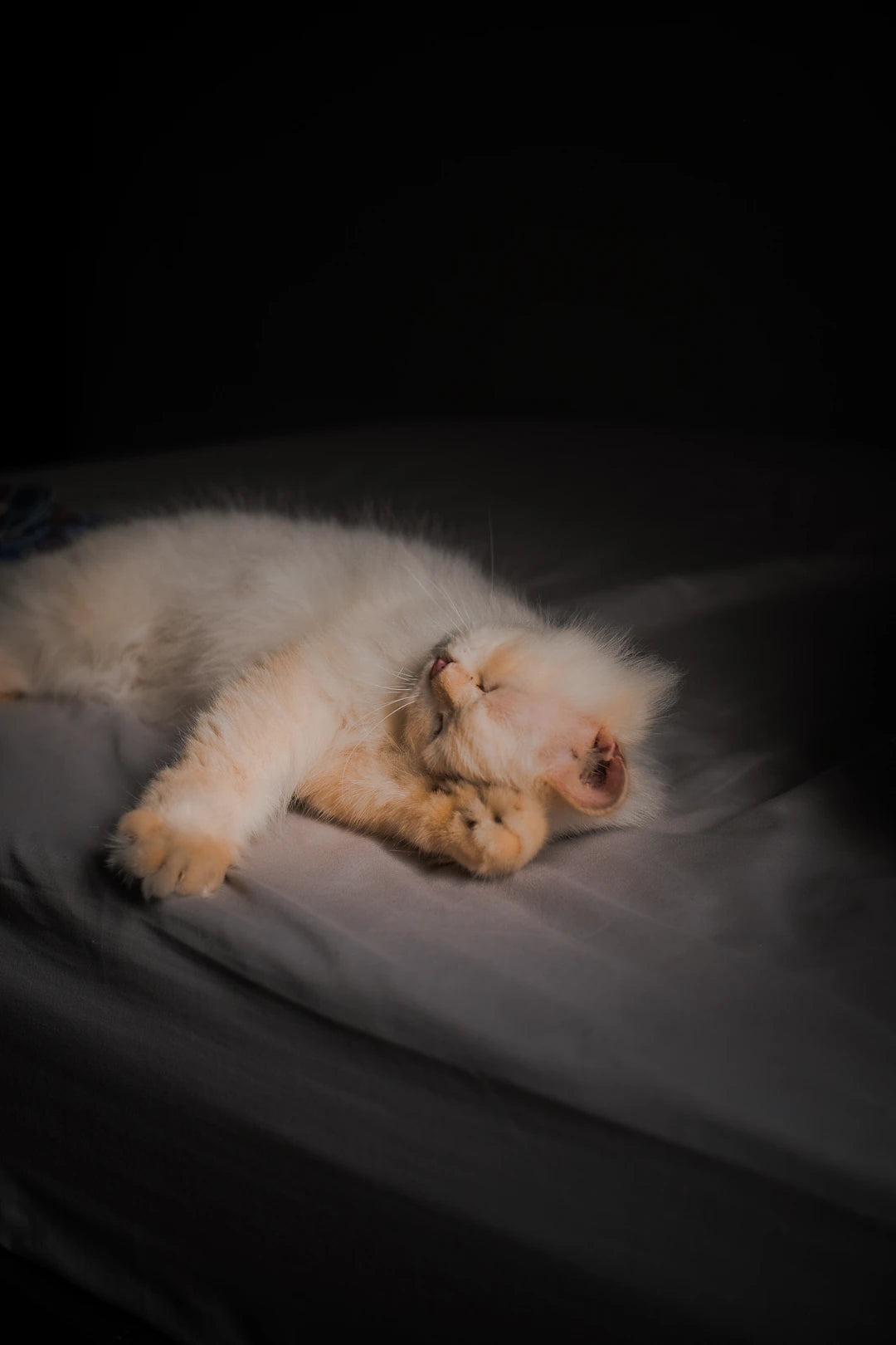Transform Your Life with Sleep Customer Success Stories