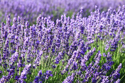 Does Lavender Help You Sleep? - TheSleepLoft