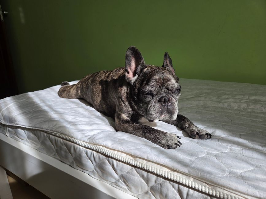French Bulldog lying on a bed soaking up sunlight indoors, highlighting relaxation and comfort.
