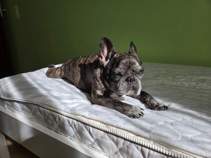 French Bulldog lying on a bed soaking up sunlight indoors, highlighting relaxation and comfort.