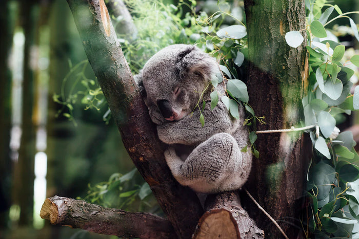 The Powerful Impact of Sleep on Your Well-Being