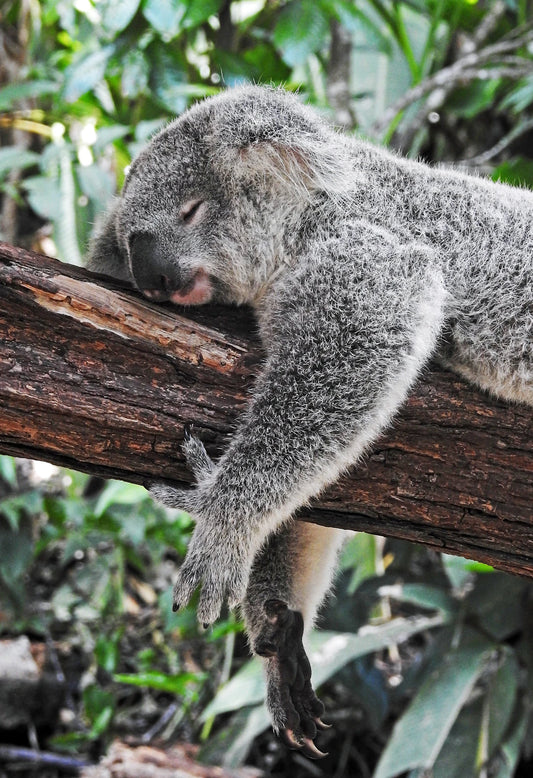 The Link Between Nutrition and Sleep Quality Unveiling Secrets