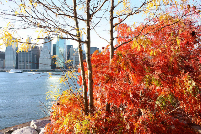 Mastering Seasonal Sleep in Brooklyn Top Tips  Tricks