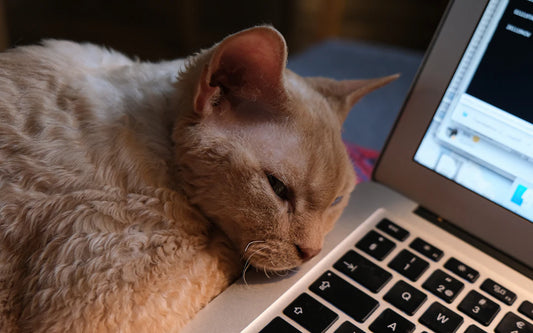 The Sleep-Productivity Link You Can't Ignore