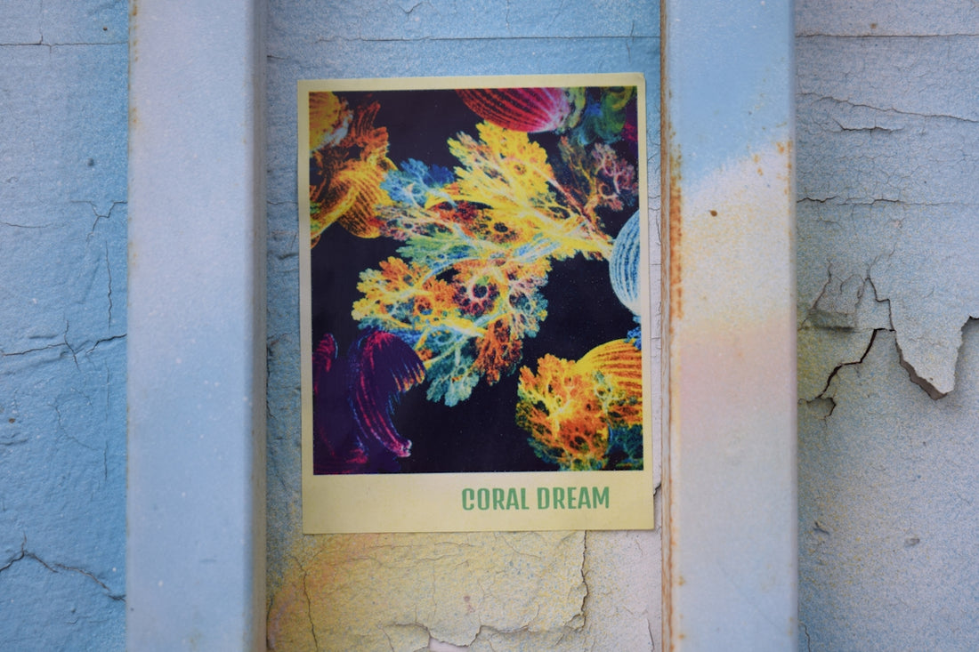 Vibrant abstract coral art print titled 'coral dream'.