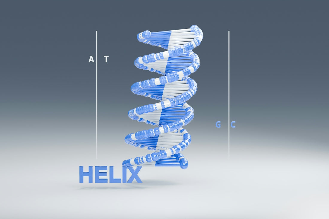 A blue and white DNA double helix model with letters A T G C